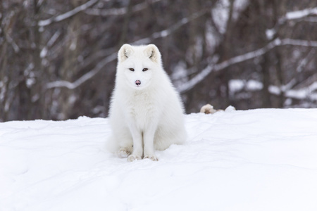 Wolf in snow